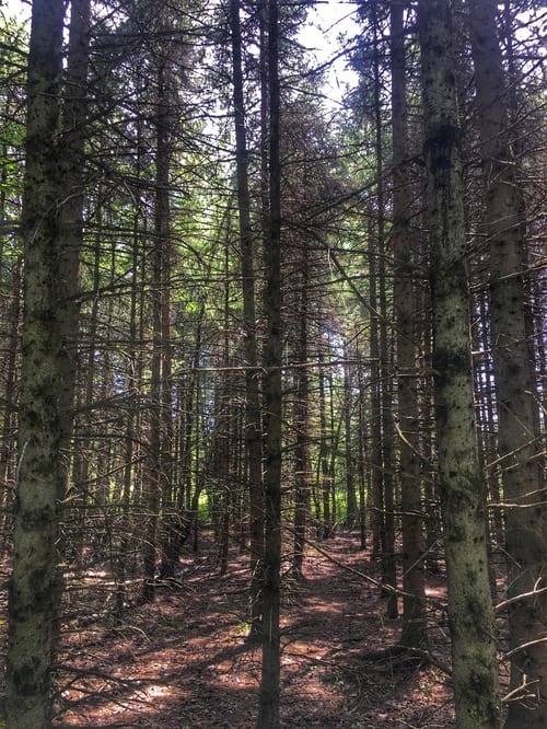 Randonnée : Parc national de la Yamaska