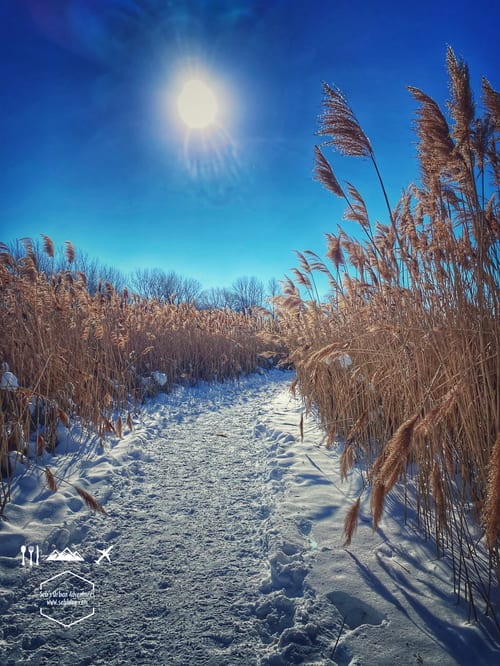 Snowshoeing: Ile aux Raisins Trail