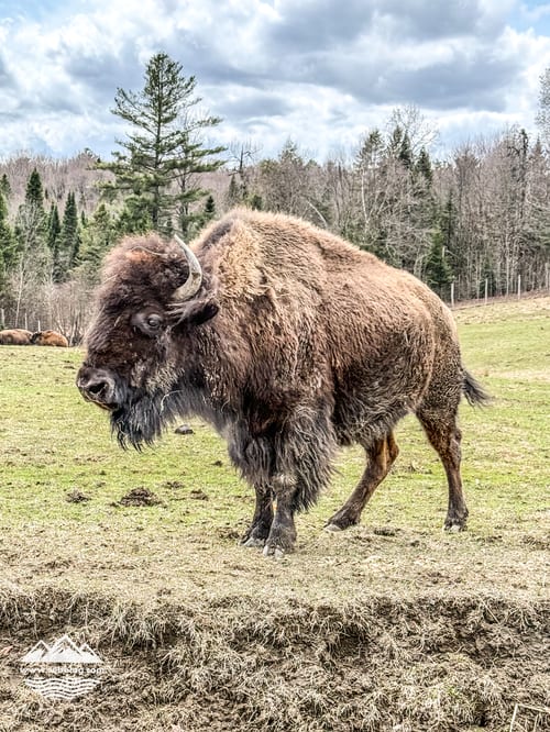 Parc Oméga à Montebello : un safari en voiture qui vaut le détour
