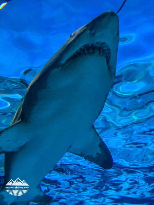 Ripley’s Aquarium: The Perfect Rainy Day Fix in Myrtle Beach