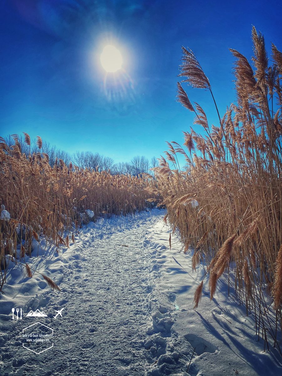 Snowshoeing: Ile aux Raisins Trail