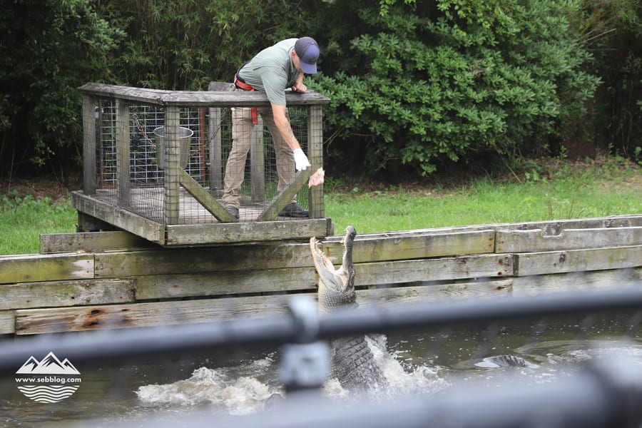 Alligator Adventure: Wild Gators, Safely Behind a Fence